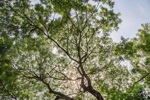 Tree branch with green lush foliage and sunlight shining in the sky photo