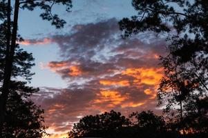 Silhouette tree frame with colorful dramatic sky and cirrus cloud in the evening photo