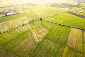 vista aérea del campo de arroz verde que brilla intensamente en el día soleado, cultivo agrícola en tierras agrícolas en el campo
