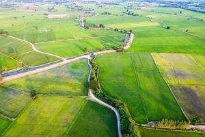 vista aérea del campo de arroz verde, cultivo agrícola en tierras agrícolas en el campo foto