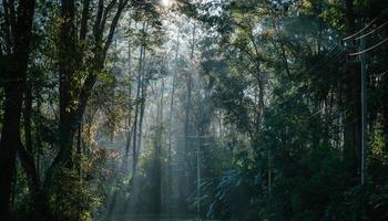 Sunlight through lush tropical rainforest in national park at morning photo