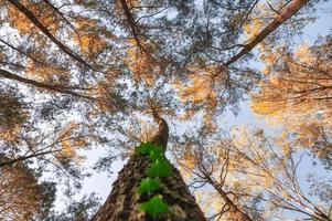 Looking up of pine trees in autumn forest on sunny day photo