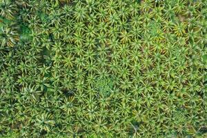 Top view of coconut palm tree plantation growing in countryside photo