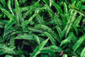 Moody planta de helecho oscuro con textura de hoja verde en el jardín foto