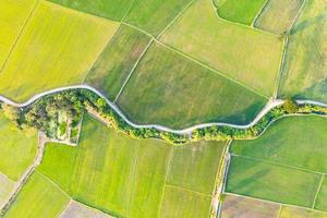 vista aérea del campo de arroz verde, cultivo agrícola en tierras agrícolas en el campo foto
