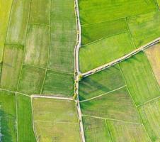 vista aérea del campo de arroz verde, cultivo agrícola en tierras agrícolas en el campo foto
