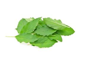 Basil flower, stalk and leaves isolated on a white photo