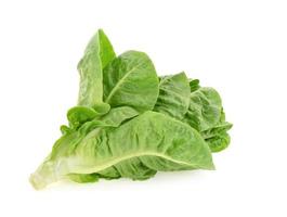 butter head lettuce isolated on white background photo