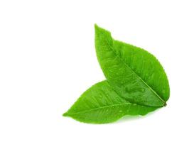 leaves tea with drops of water isolated on white background photo