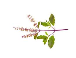 Top view of Basil flower isolated on white background photo