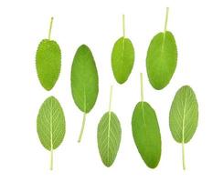 Top view of Sage herb isolated on white background photo