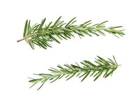 Top view of Rosemary isolated on white background photo