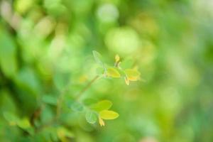 Closeup nature view of green leaf on blurred greenery background in garden with copy space using as background natural green plants landscape, ecology, fresh wallpaper concept. photo