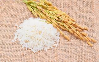 rice plants, grains of thai jasmine rice photo