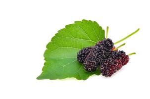 Mulberry with leaf Isolated on white background photo
