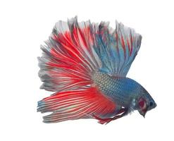 siamese fighting fish, betta isolated on white background. photo