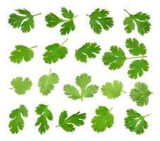 Top view of fresh green parsley leaves isolated on white background. photo