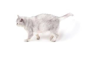 British Lorthair smoky cat isolated on white is walking photo