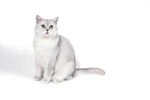 British Lorthair smoky cat isolated on white is waiting photo