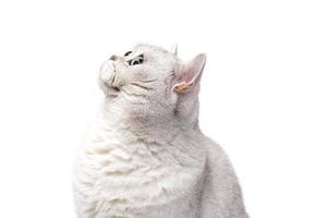 gato ahumado lorthair británico aislado en blanco está esperando foto