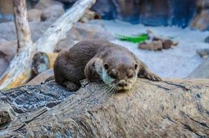 nutria europea, lutra lutra en loro parque, tenerife, islas canarias foto