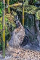 Ostrich Emu in Loro Parque, Tenerife, Canary Islands. photo