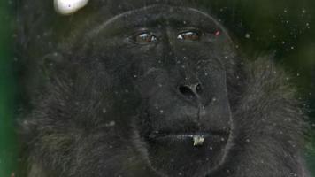 singe macaque seul mangeant derrière une cage en verre video