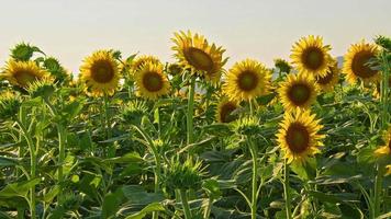 zonnebloemenveld in het zomeroogstseizoen video