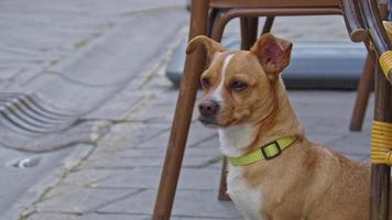 pequeno curioso cão terrier bonito em pé video