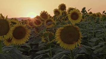 Sunflowers Field in Summer Harvest Season video