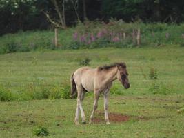 caballos salvajes en un prado en alemania foto