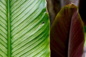 tropical green leaves for background - texture photo