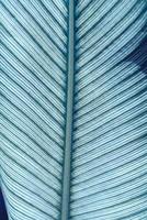 tropical green leaves for background - texture photo