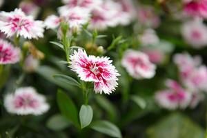 Beautiful Dianthus flower Dianthus chinensis blossoming in the gardern photo