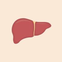 Human liver anatomy. Human internal organs symbol. vector