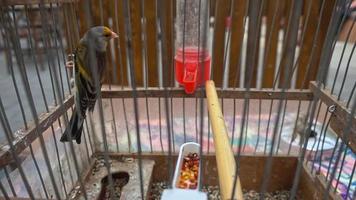 vacker gul färg fågel fången bakom järn bur mesh video