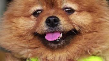 close-up shot van schattige kleine pomeranian video