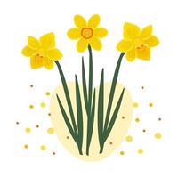 Composition of three daffodils vector