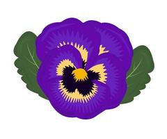 Violet pansy with leaves vector