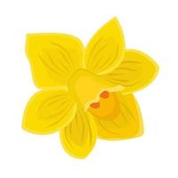 Single yellow daffodil closeup vector