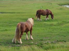 hallig hooge en el mar del norte alemán foto