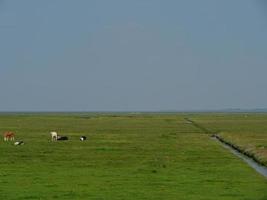 hallig hooge en el mar del norte alemán foto