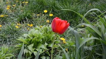 les fleurs du jardin se balancent au vent au printemps video