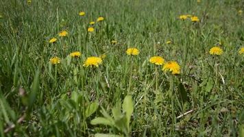 flores en el jardín se mecen en el viento en primavera video