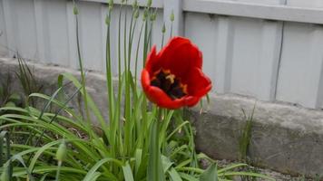 bloemen in de tuin wiegen in de wind in de lente video