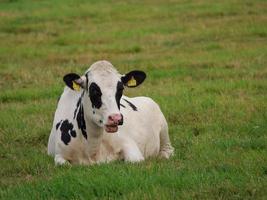 Cows in westphalia photo