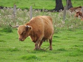 Cows in westphalia photo