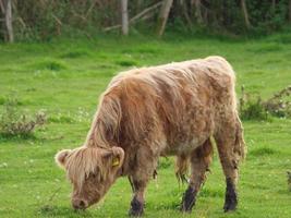 vacas en westfalia foto