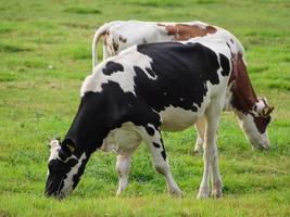 vacas en westfalia foto