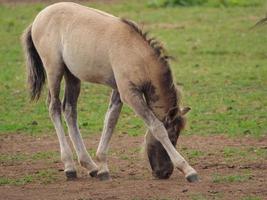 wild horses on a meadow in germany photo